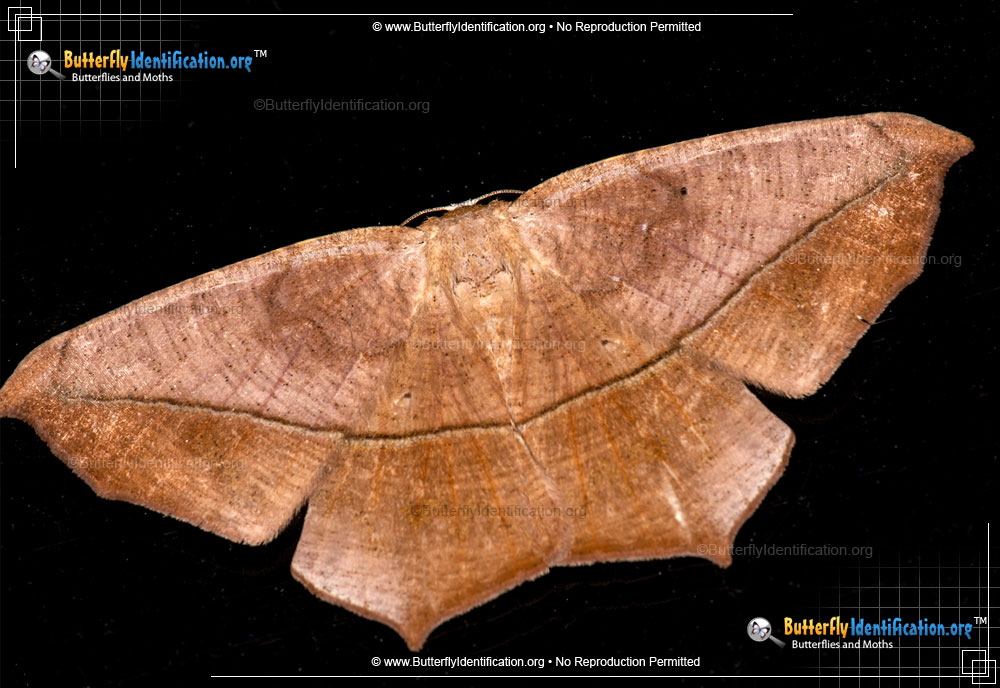 Full-sized image #1 of the Large Maple Spanworm Moth