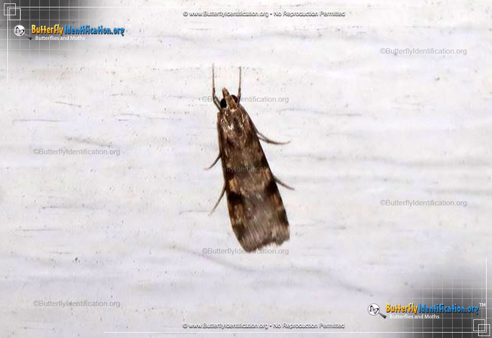 Full-sized image #2 of the Lucerne Moth