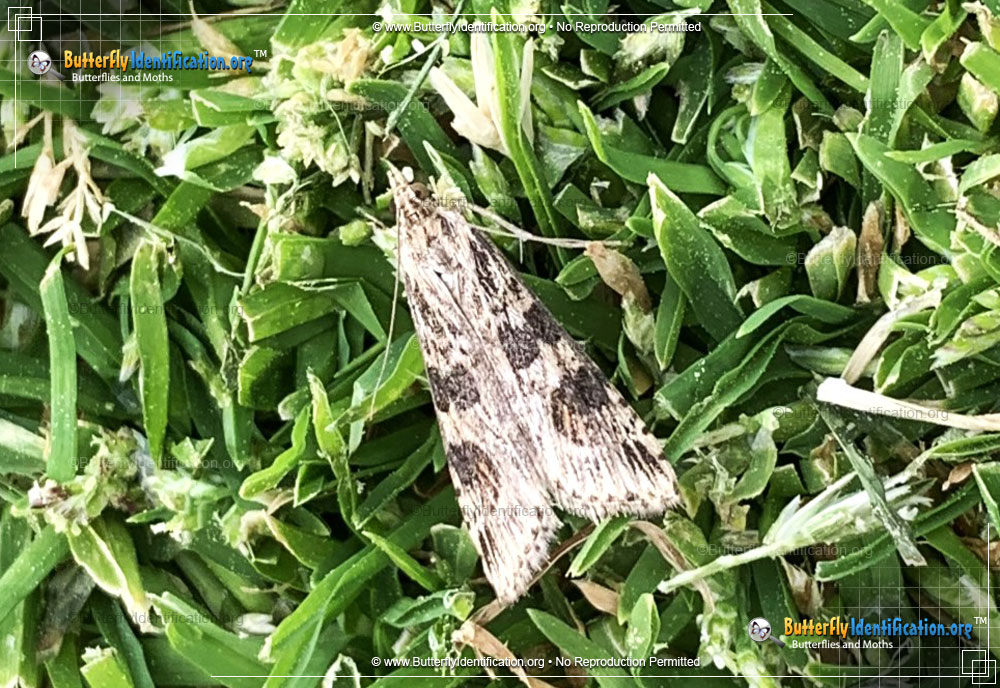 Full-sized image #1 of the Lucerne Moth