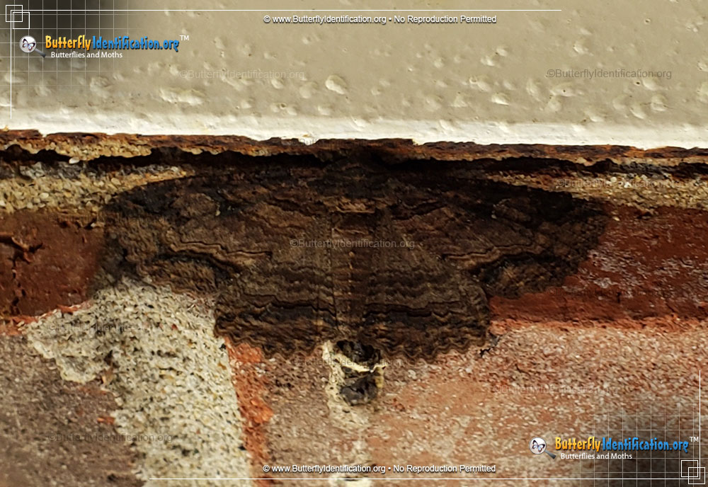 Full-sized image #3 of the Lunate Zale Moth