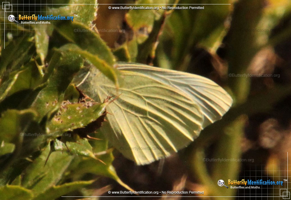 Full-sized image #2 of the Lyside Sulphur Butterfly