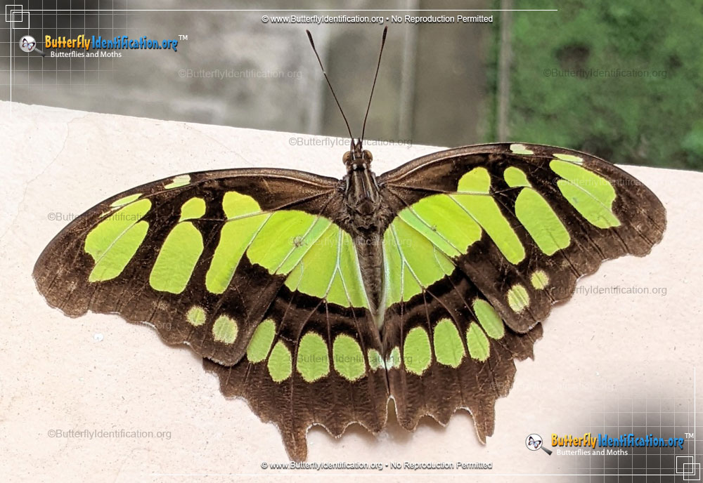 Full-sized image #1 of the Malachite Butterfly