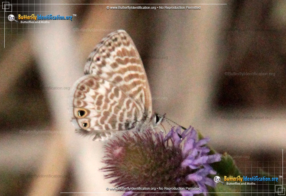 Full-sized image #1 of the Marine Blue Butterfly