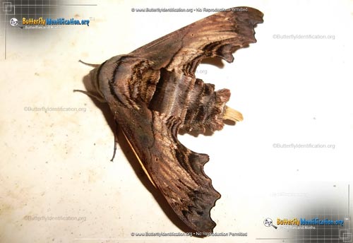 Thumbnail image #3 of the Abbott's Sphinx Moth