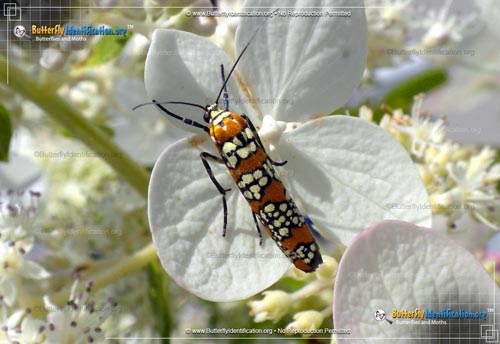 Thumbnail image #1 of the Ailanthus Webworm Moth