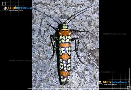 Thumbnail image #5 of the Ailanthus Webworm Moth