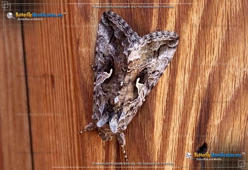 Thumbnail image #5 of the Alfalfa Looper Moth