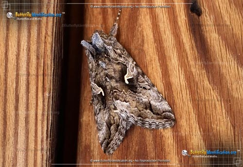 Thumbnail image #2 of the Alfalfa Looper Moth