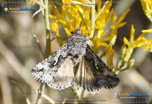 Thumbnail image #1 of the Alfalfa Looper Moth