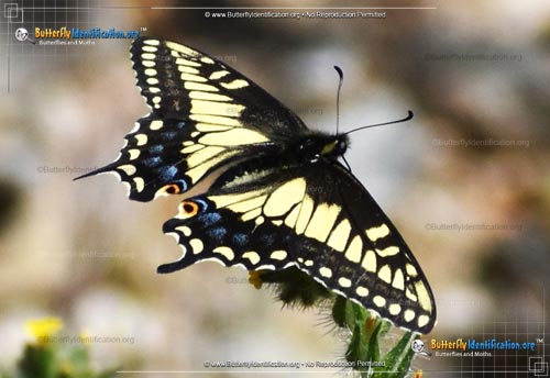 Thumbnail image #6 of the Anise Swallowtail Butterfly