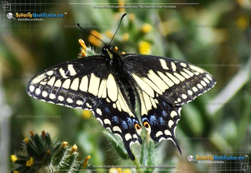 Thumbnail image #5 of the Anise Swallowtail Butterfly