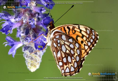 Thumbnail image #2 of the Atlantis Fritillary Butterfly