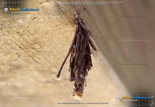 Thumbnail image #3 of the Bagworm Moth