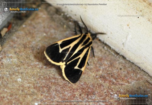 Thumbnail image #4 of the Banded Tiger Moth