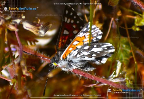 Thumbnail image #2 of the Behr's Metalmark Butterfly