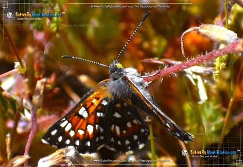 Thumbnail image #3 of the Behr's Metalmark Butterfly