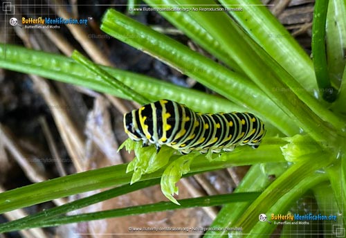 Thumbnail caterpillar image of the Black Swallowtail Butterfly