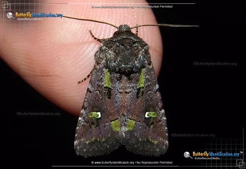Thumbnail image #1 of the Bristly Cutworm Moth