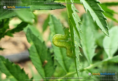 Thumbnail caterpillar image of the Cabbage Looper Moth