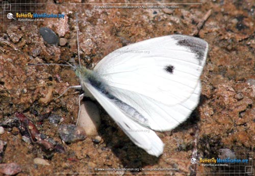 Thumbnail image #2 of the Cabbage White Butterfly