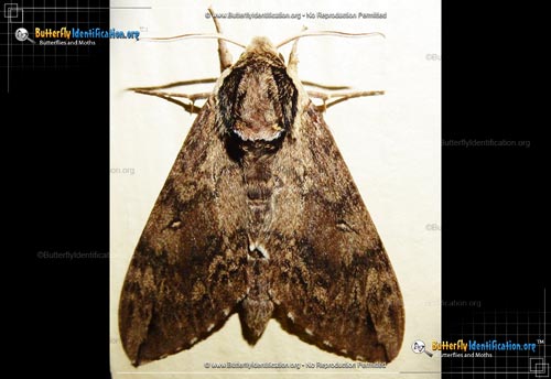 Thumbnail image #1 of the Catalpa Sphinx Moth