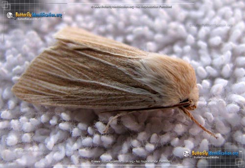 Thumbnail image #1 of the Cattail Caterpillar Moth