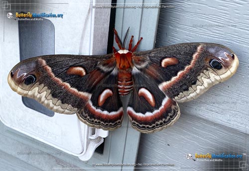 Thumbnail image #1 of the Cecropia Silk Moth