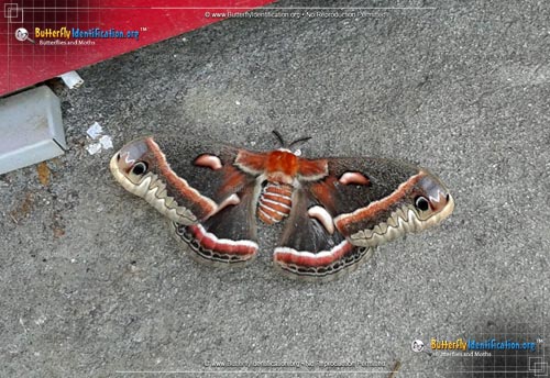 Thumbnail image #6 of the Cecropia Silk Moth