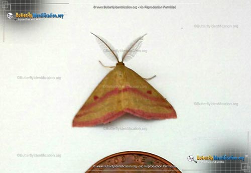 Thumbnail image #2 of the Chickweed Geometer