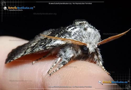 Thumbnail image #2 of the Close-banded Yellowhorn Moth