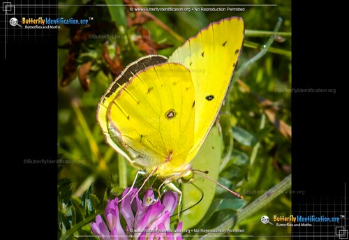 Thumbnail image #3 of the Clouded Sulphur Butterfly