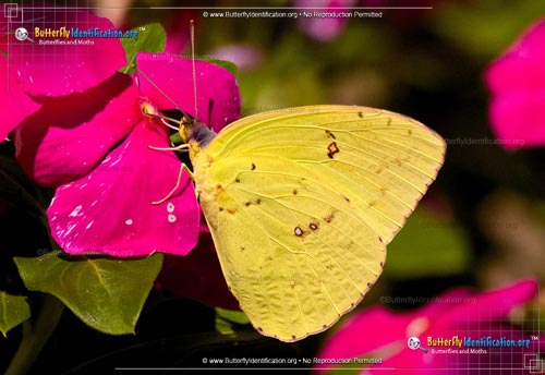 Thumbnail image #2 of the Clouded Sulphur Butterfly