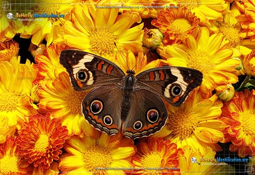 Thumbnail image #2 of the Common Buckeye Butterfly