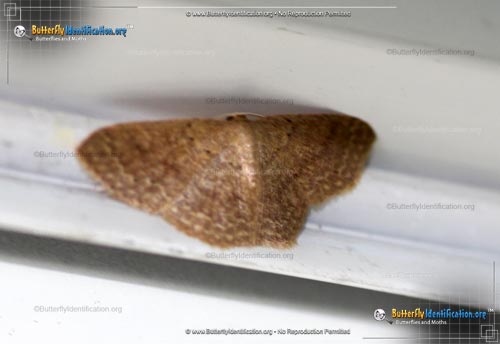 Thumbnail image #1 of the Common Tan Wave Moth