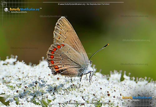 Thumbnail image #1 of the Coral Hairstreak Butterfly