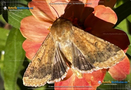 Thumbnail image #6 of the Corn Ear Worm Moth