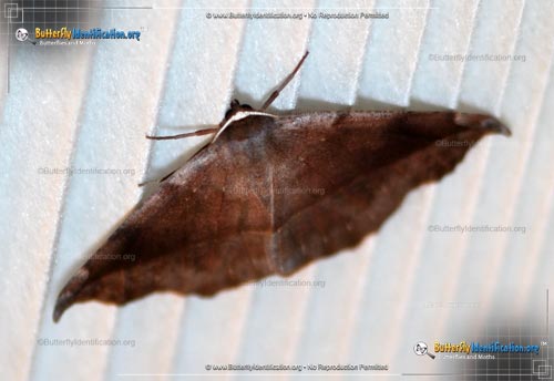 Thumbnail image #2 of the Curve-toothed Geometer