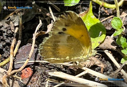 Thumbnail image #2 of the Dainty Sulphur Butterfly
