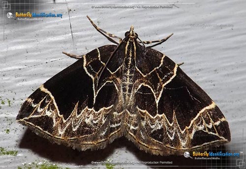 Thumbnail image #1 of the Dark-banded Geometer