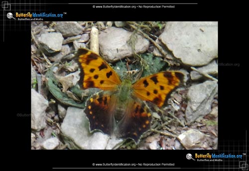 Thumbnail image #5 of the Eastern Comma