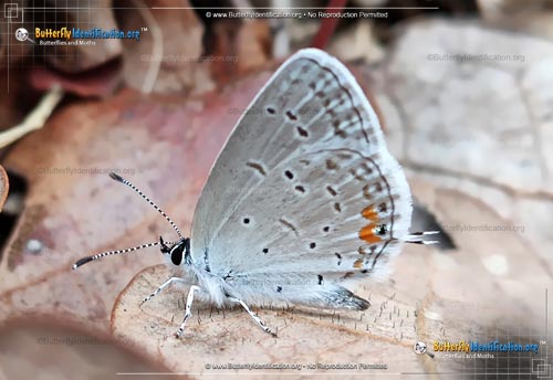 Thumbnail image #2 of the Eastern-tailed Blue Butterfly