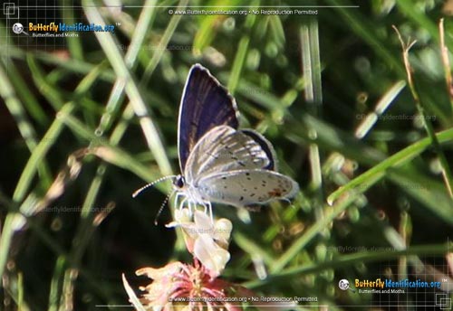 Thumbnail image #5 of the Eastern-tailed Blue Butterfly