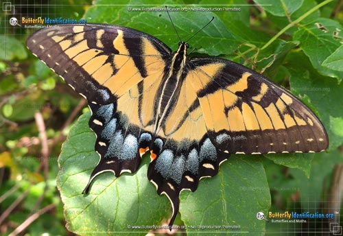 Thumbnail image #1 of the Eastern Tiger Swallowtail
