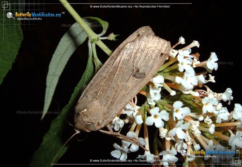 Thumbnail image #2 of the Edwards Glassy Wing Moth