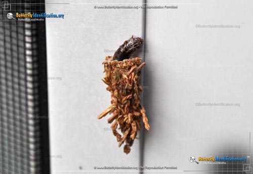Thumbnail caterpillar image of the Evergreen Bagworm Moth