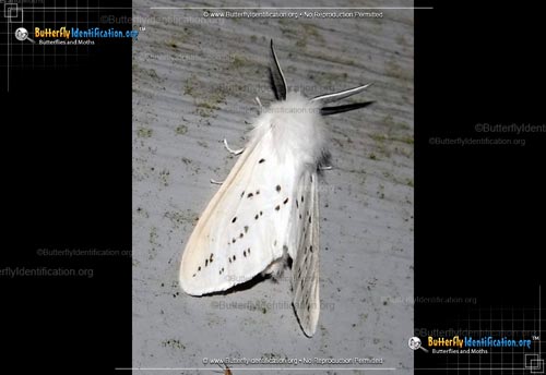 Thumbnail image #6 of the Fall Webworm Moth