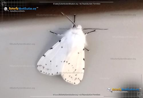 Thumbnail image #1 of the Fall Webworm Moth