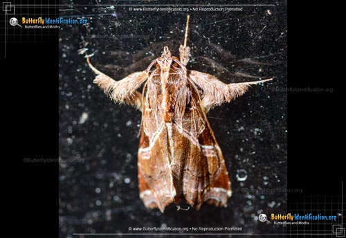 Thumbnail image #1 of the Florida Fern Moth