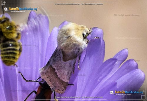 Thumbnail image #1 of the Flower Moth