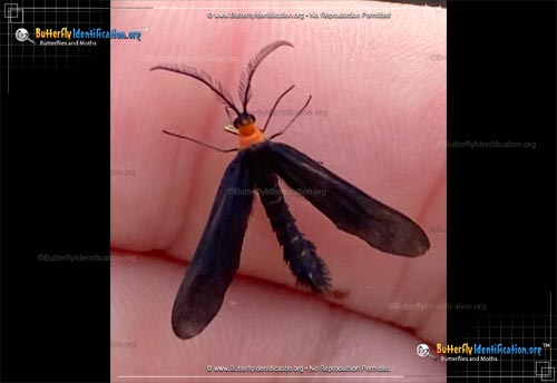 Thumbnail image #1 of the Grapeleaf Skeletonizer Moth